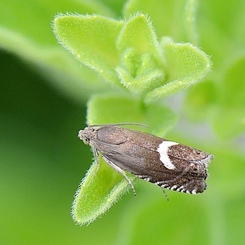 Réf. 254 766 : Grapholita lunulana